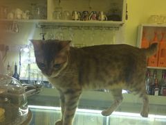 iphone_upload_pic-猫色咖啡·猫咖