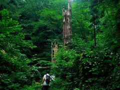 -天目山大树王景区
