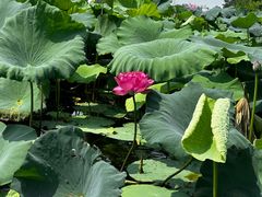 -荷塘月色湿地公园·向阳花洲