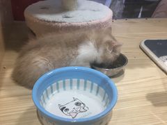 -屋虎猫馆(宝安大仟里店)
