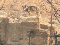 -大连森林动物园