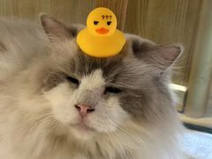 -藏猫猫咖啡主题馆(中央大道店)