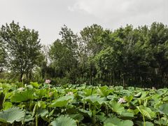 -东郊湿地公园