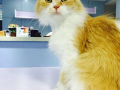 喵的天空-喵的天空名猫咖啡馆·撸猫·猫舍·用品