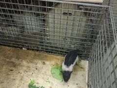 -刘小胖煎肉馆