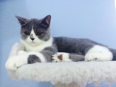 -喵的天空名猫咖啡馆·撸猫·猫舍·用品