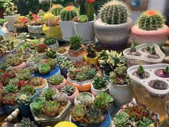 -双季花艺园艺市场(浦东店)