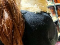 -欣宠猫屋·矮脚拿破仑·蓝金金渐层