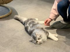 -飞行喵MR PILOT|猫舍·猫咖(静安大融城店)