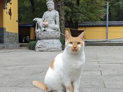 -灵谷景区
