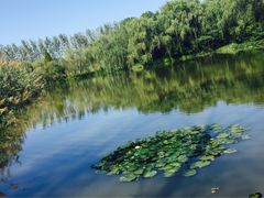 -溱湖国家湿地公园