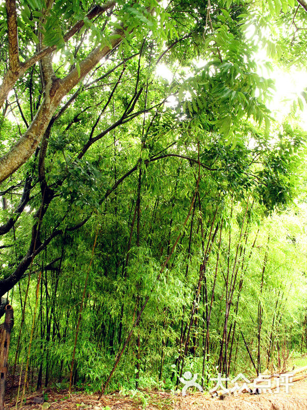 紫竹林