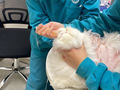 -中农国际动物医院24小时·猫科·骨科·急重症中心