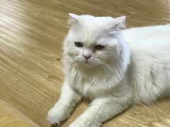 -猫和宫(六道口店)