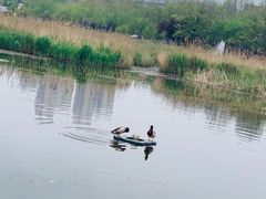 -前关湿地公园