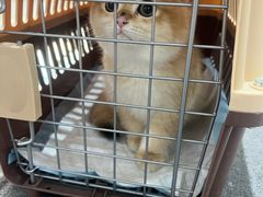 -派特宠物医院(圆融广场店)