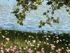 -深圳仙湖植物园