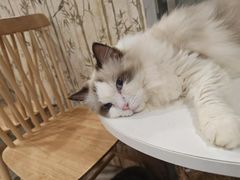 -楼上猫咖(罗湖店)