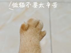-藏猫猫咖啡主题馆(中央大道店)