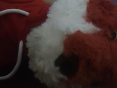 -萍香大厨·葱烧大鱼头(解放北路店)