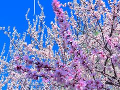 -桃花堤公园