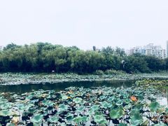 -新江湾城公园