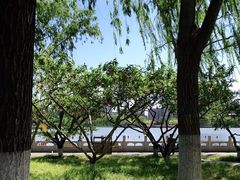 -莲花池公园