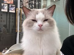 -有喵·猫咖·狗咖·40+猫狗有小奶狗(岗厦店)