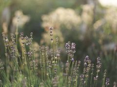 景点-北京东方普罗旺斯薰衣草庄园