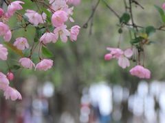 -莫愁湖公园