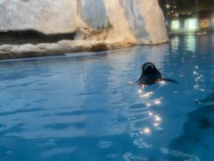 -帝企鹅自助餐厅•儿童岛•真企鹅(长隆企鹅酒店)