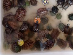 -山东柏宁水族批发广场