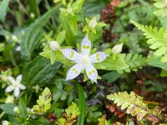 -萍乡武功山风景名胜区