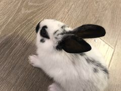 -浣熊柯尔鸭土拨鼠·电玩咖