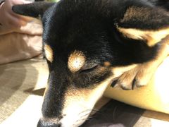 -逗柴咖啡屋·狗咖猫咖宠物桌游