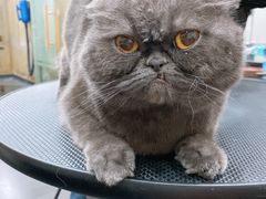 -八公叔叔宠物美容连锁(春申店)