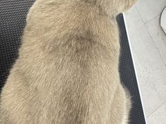 -comecome来吧宠物(奥克斯中心店)