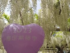 -嘉定紫藤园