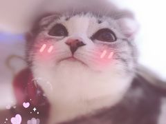 -爱宠屋pet shop·宠物洗澡·宠物美容