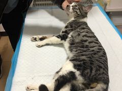 -灵美宠物诊所