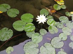 -中铁花水湾温泉酒店(大邑店)