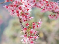 -无量山自然风景保护区
