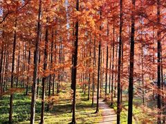 -黄海国家森林公园