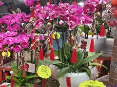 -桂林市花鸟市场