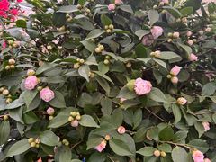 -龙大花卉苗木市场