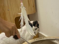 -有喵·猫咖·狗咖·30几只猫10只小狗(岗厦店)