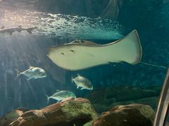 -上海海洋水族馆