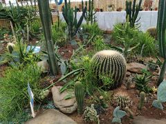 -海上花岛玫瑰园采摘