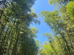 -蜀南竹海景区