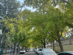 -三里屯东五街银杏大道